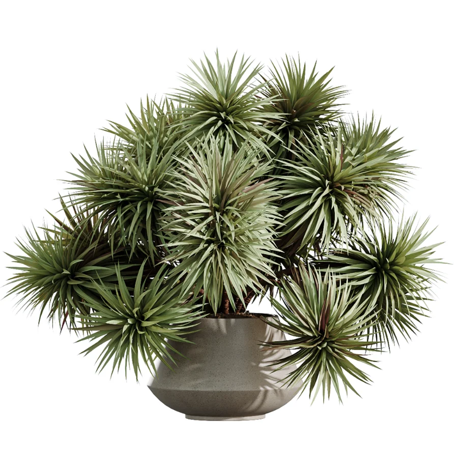 AV Indoor Plants Set 476 Yucca Elephantipes and Olive Tree and Zamioculcas Zamiifolia and Peace Lily - Image 2