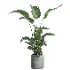 indoor plant 064 - Thumbnail 1