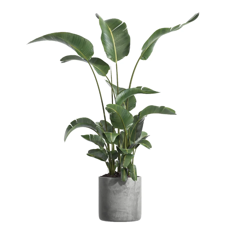 indoor plant 064 - Image 1