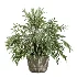 AV Indoor Plants Set 523 Areca Palm Olive Euphorbia Cyara - Thumbnail 5