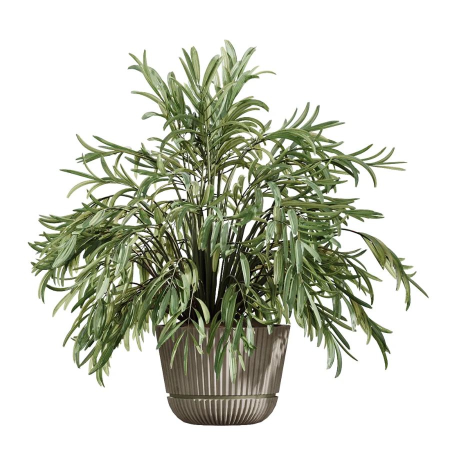 AV Indoor Plants Set 523 Areca Palm Olive Euphorbia Cyara - Image 5