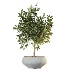 AV Indoor Plants Set 524 Pachira Ficus Dracaena Cactus - Thumbnail 6