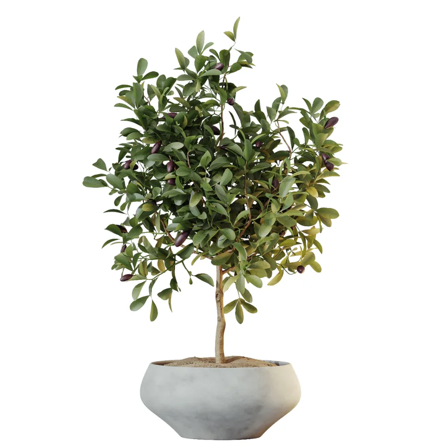 AV Indoor Plants Set 524 Pachira Ficus Dracaena Cactus - Image 6