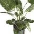 indoor plant 065 - Thumbnail 4