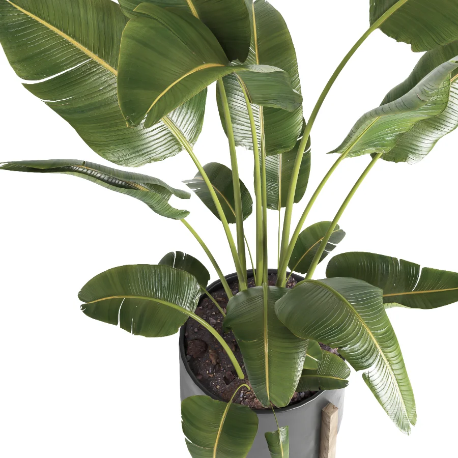 indoor plant 065 - Image 4