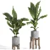 indoor plant 044 - Thumbnail 3