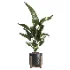 indoor plant 053 - Thumbnail 2