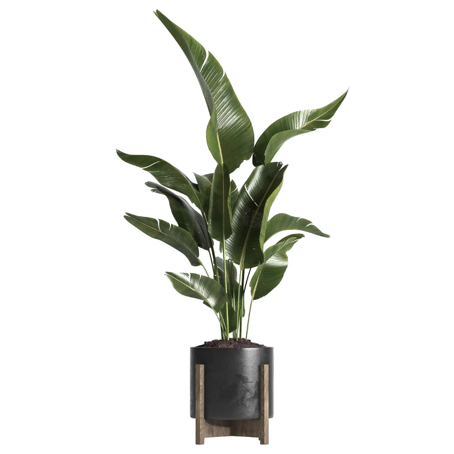 indoor plant 053 - Image 2