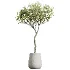 ntal greenery, making it an excellent choice for luxury interiors, hospitality spaces, commercial environments, and architectural landscape scenes. - Thumbnail 1