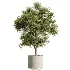 AV Indoor Plants Set 498 Cat Reed Palm Ficus Olive Zamioculcas - Thumbnail 1