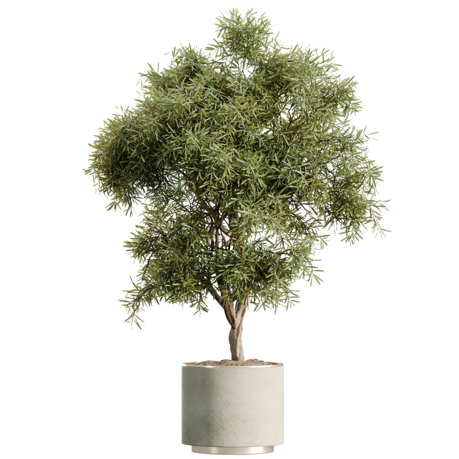 AV Indoor Plants Set 498 Cat Reed Palm Ficus Olive Zamioculcas - Image 1