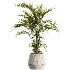 AV Indoor Plants Set 498 Cat Reed Palm Ficus Olive Zamioculcas - Thumbnail 3