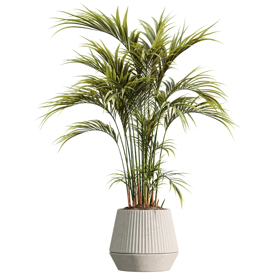 AV Indoor Plants Set 498 Cat Reed Palm Ficus Olive Zamioculcas - Image 3