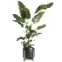 indoor plant 065 - Thumbnail 2