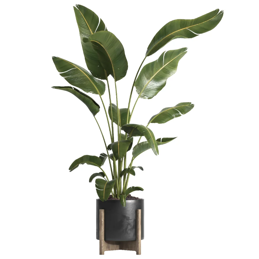 indoor plant 065 - Image 2