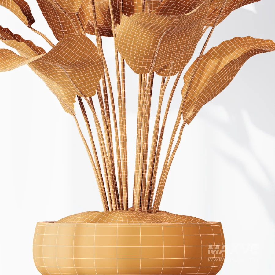 AV Indoor Plants Set 473 Spineless Yucca and Calathea Lutea and Snake Sansevieria and Olive Indoor Tree - Image 8