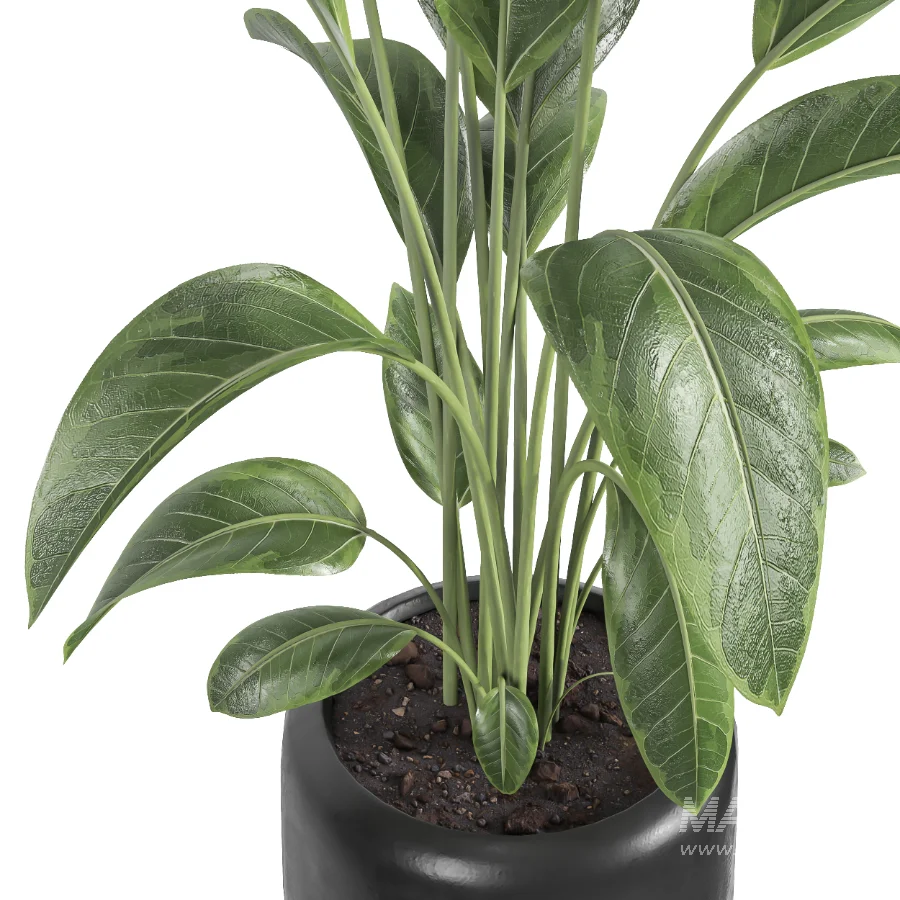 indoor plant 082 - Image 4