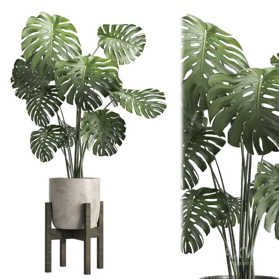 Monstera indoor plant 070 - Image 3