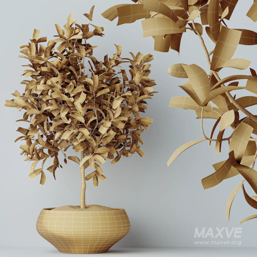 AV Indoor Plants Set 524 Pachira Ficus Dracaena Cactus - Image 10