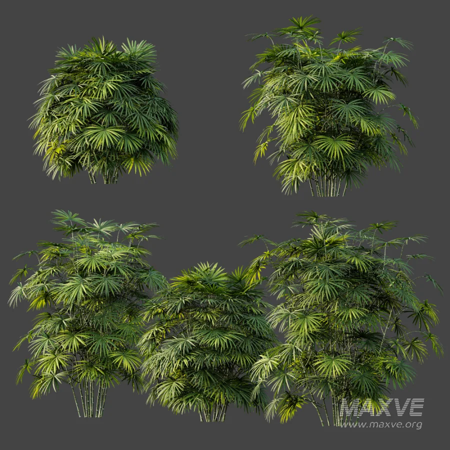 AV Plant Rhapis Excelsa Palm Bush 01 - Image 7