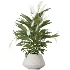 AV Indoor Plants Set 482 Peace Lily Banana Olive Yucca Orange - Thumbnail 5