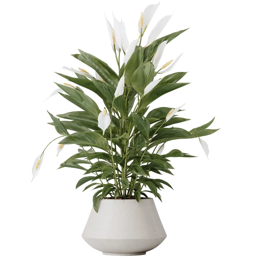 AV Indoor Plants Set 482 Peace Lily Banana Olive Yucca Orange - Image 5