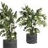indoor plant 055 - Thumbnail 3