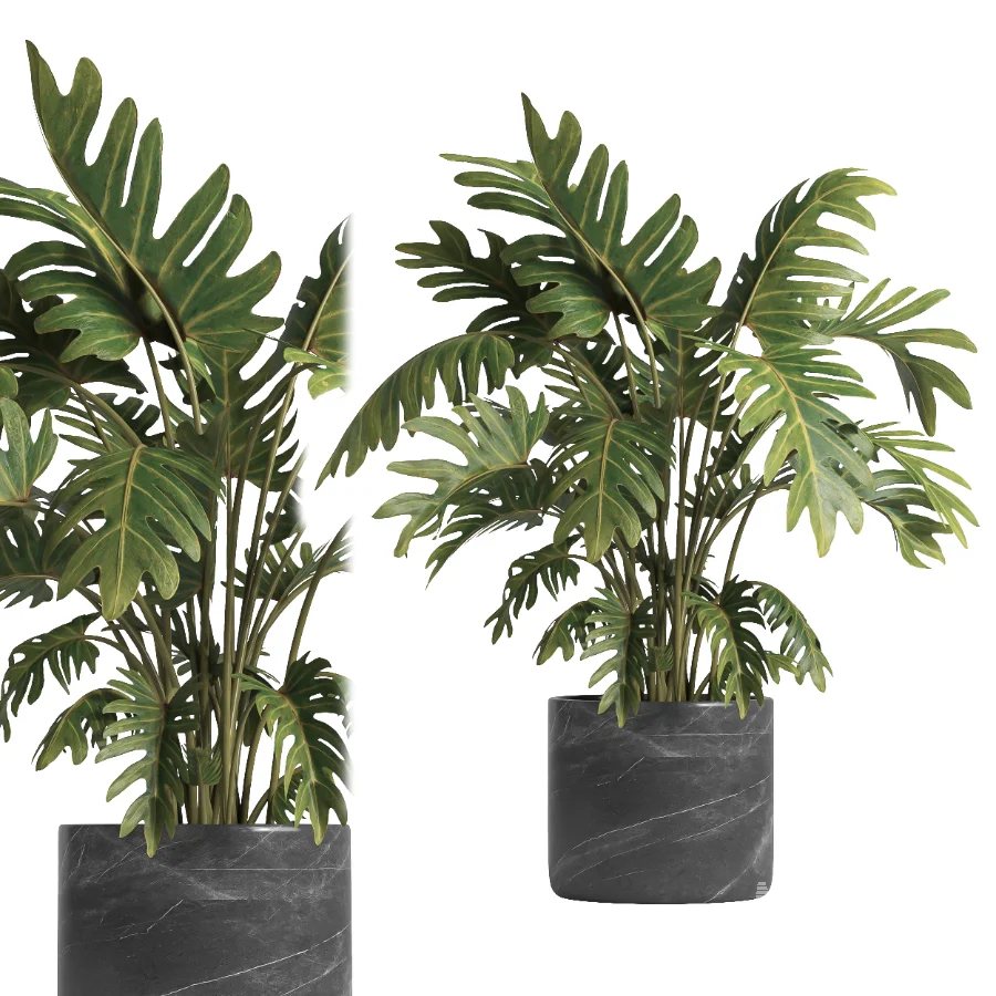 indoor plant 055 - Image 3