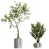 AV Indoor Plants Set 489 PalmCalathea Lutea Olive Ficus - Thumbnail 6