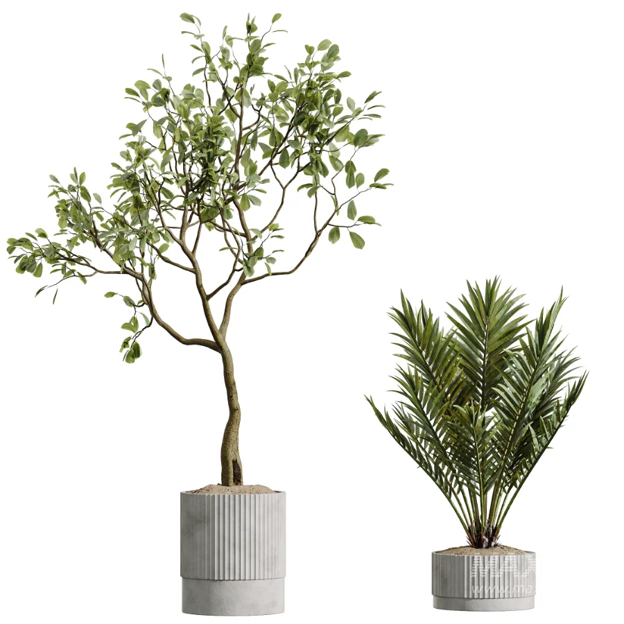 AV Indoor Plants Set 489 PalmCalathea Lutea Olive Ficus - Image 6