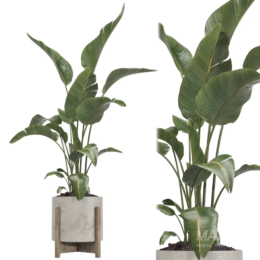 Nicolai set – indoor plant 75 - Image 2