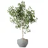 AV Indoor Plants Set 524 Pachira Ficus Dracaena Cactus - Thumbnail 8