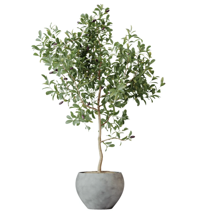 AV Indoor Plants Set 524 Pachira Ficus Dracaena Cactus - Image 8