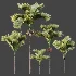 ntal fruits. - Thumbnail 9