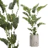 indoor plant 067 - Thumbnail 3