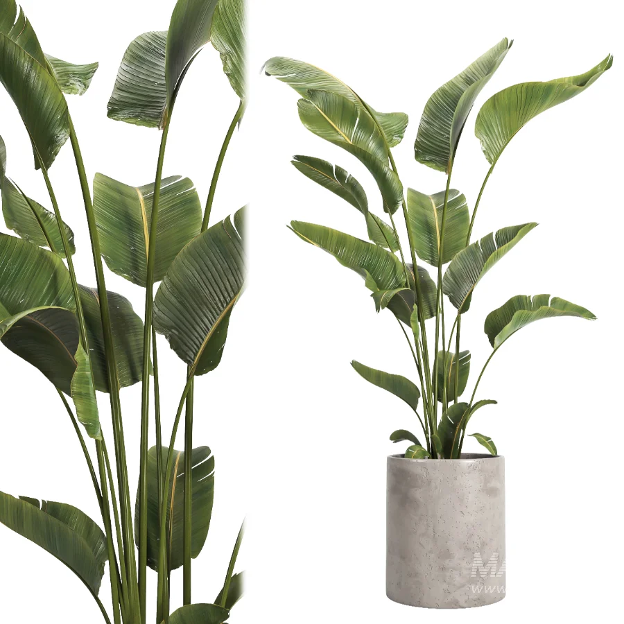 indoor plant 067 - Image 3