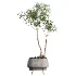 AV Indoor Plants Set 524 Pachira Ficus Dracaena Cactus - Thumbnail 1