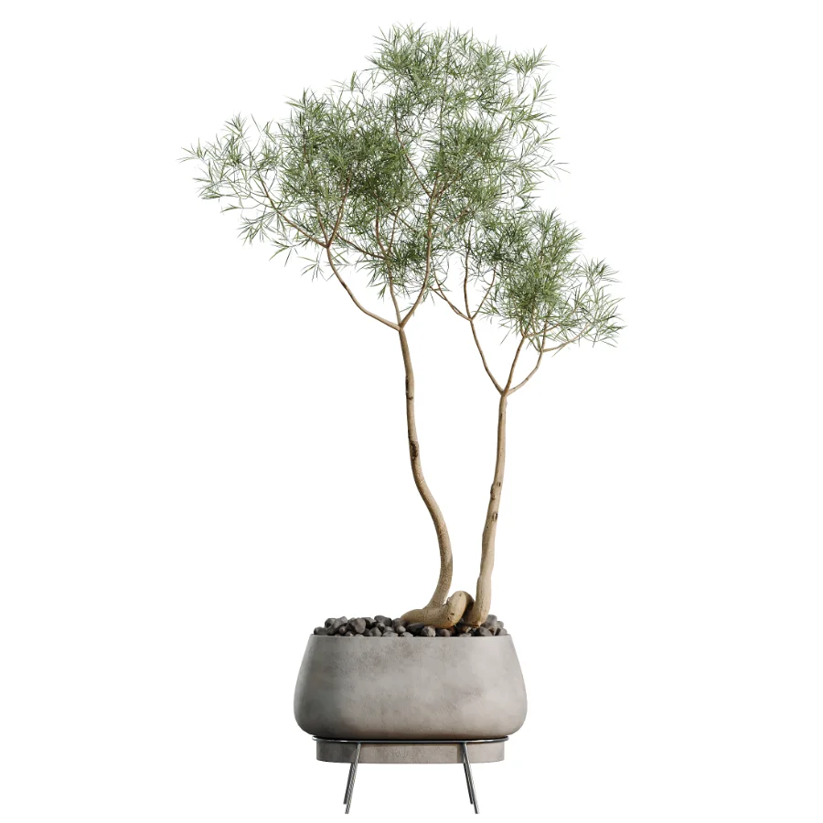 AV Indoor Plants Set 524 Pachira Ficus Dracaena Cactus - Image 1