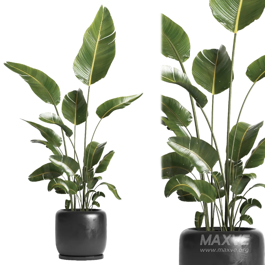 indoor plant 061 - Image 4