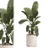 indoor plant 048 - Thumbnail 3