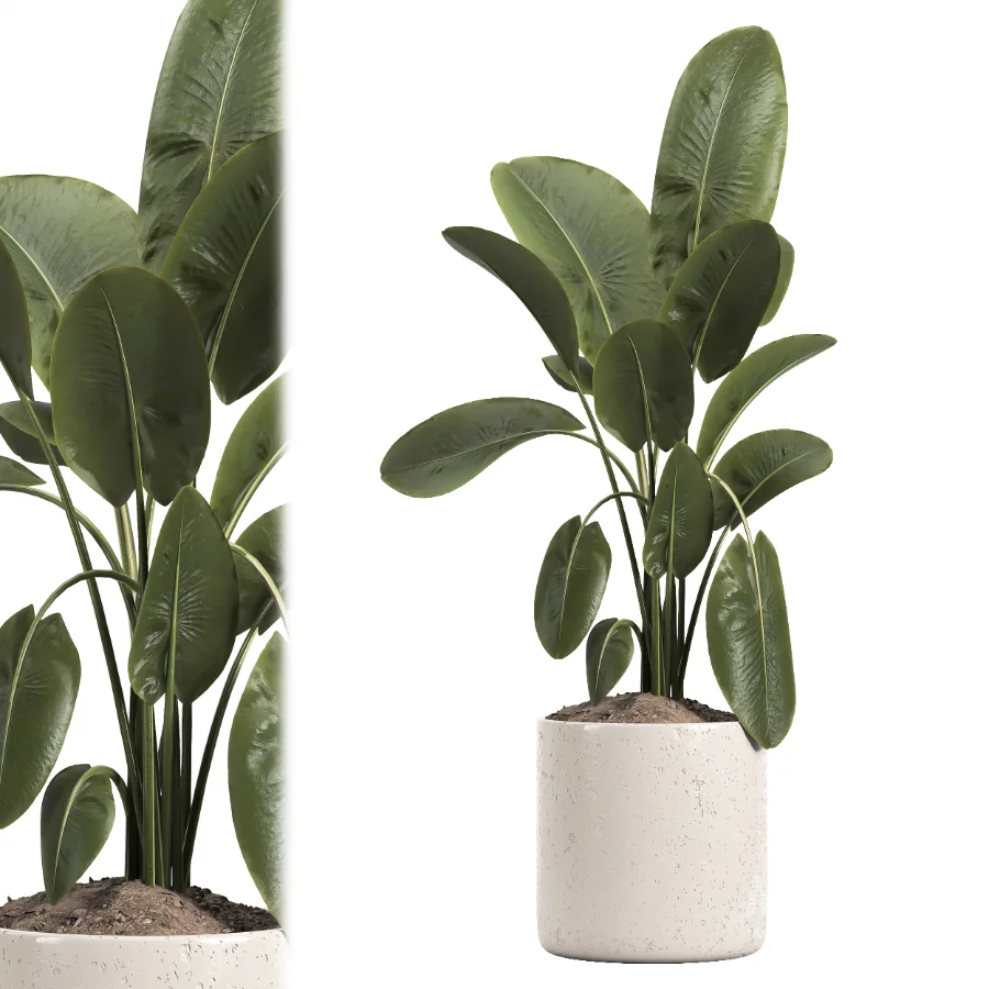 indoor plant 048 - Image 3