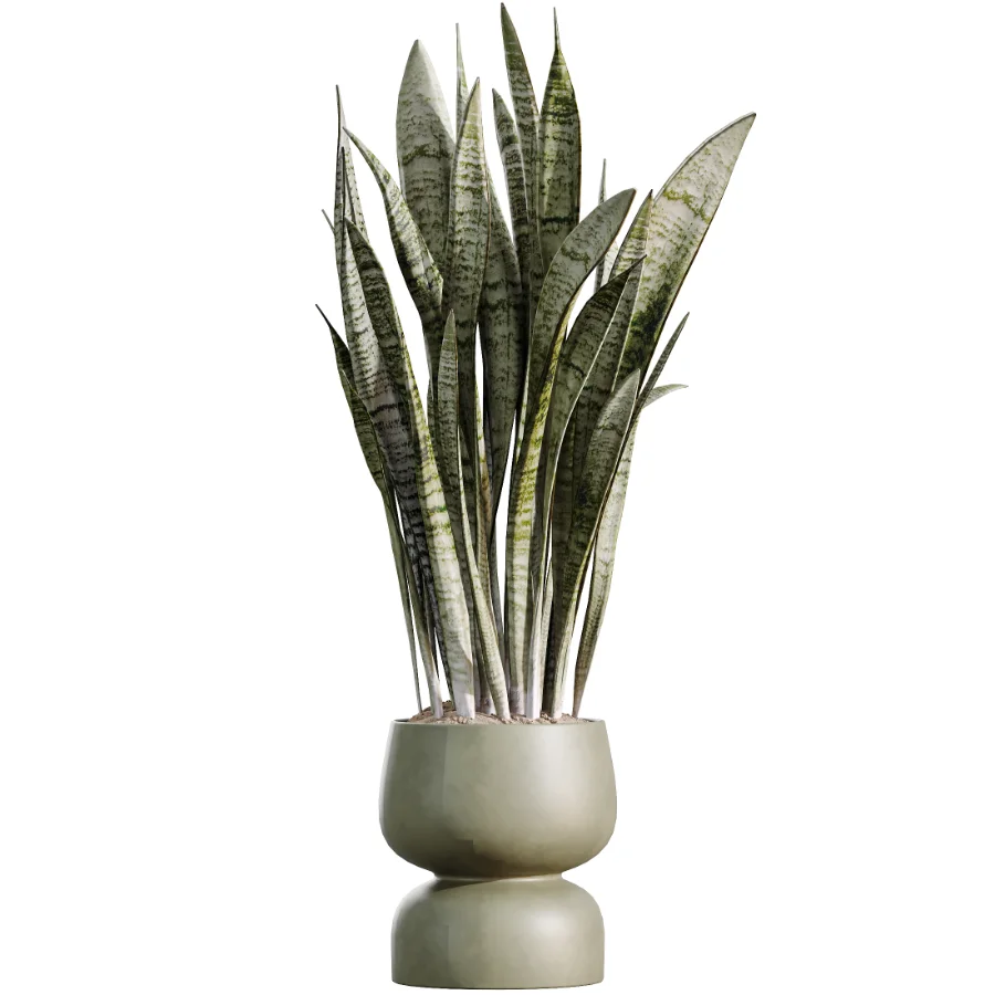 AV Indoor Plants Set 473 Spineless Yucca and Calathea Lutea and Snake Sansevieria and Olive Indoor Tree - Image 4