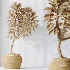 AV Indoor Plants Set 477 Elegant Monstera and Peace Lily and Chemlali Olive and Euphorbia Drupifera and Cat Reed Palm - Thumbnail 10