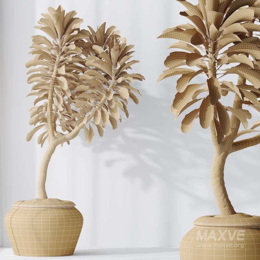 AV Indoor Plants Set 477 Elegant Monstera and Peace Lily and Chemlali Olive and Euphorbia Drupifera and Cat Reed Palm - Image 10