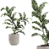 indoor plant 080 - Thumbnail 2