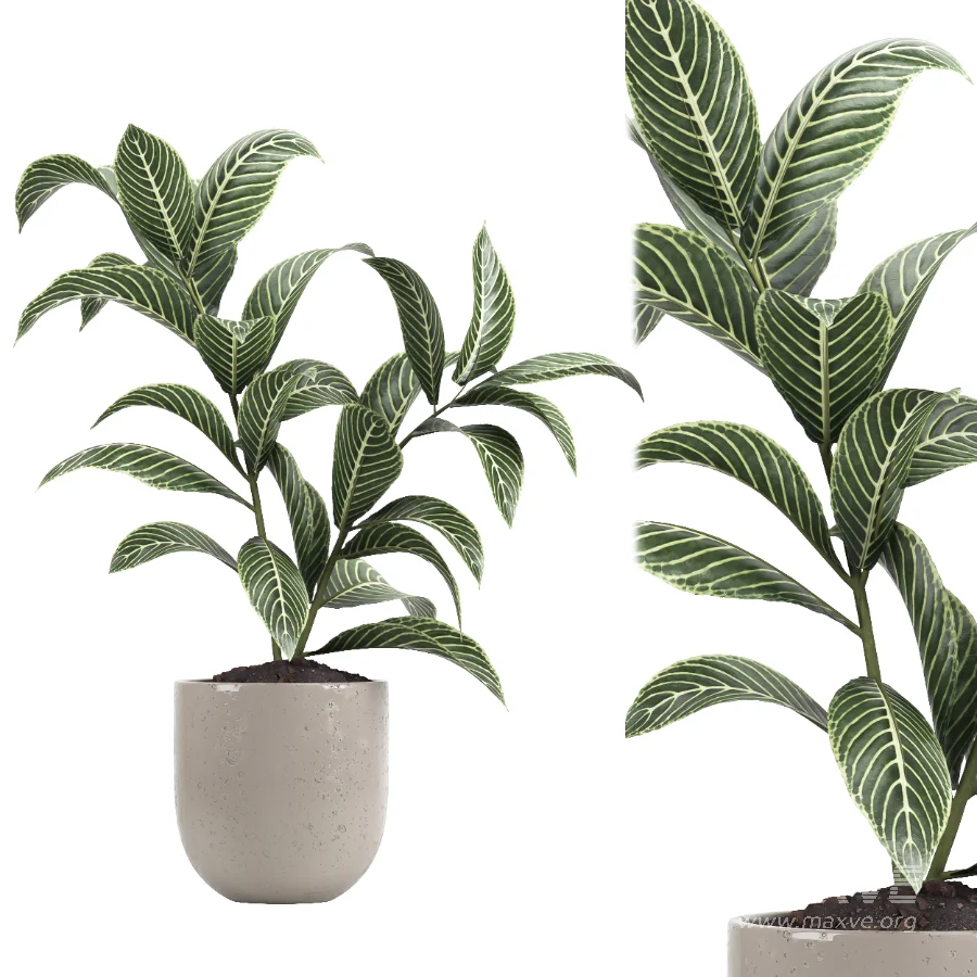 indoor plant 080 - Image 2