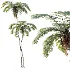 AV Plant Sphaeropteris Lepifera Palm Tree 01 - Thumbnail 1