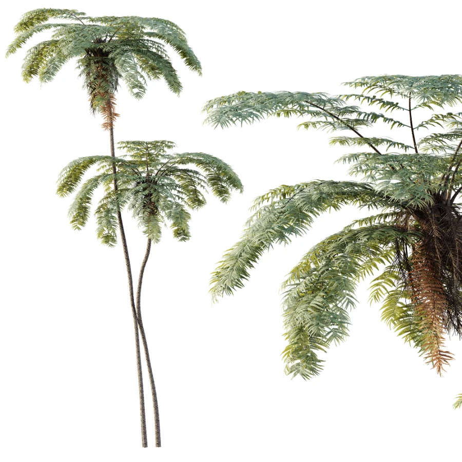 AV Plant Sphaeropteris Lepifera Palm Tree 01 - Image 1