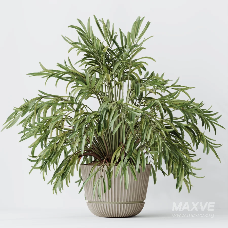 AV Indoor Plants Set 523 Areca Palm Olive Euphorbia Cyara - Image 2