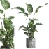 indoor plant 064 - Thumbnail 3